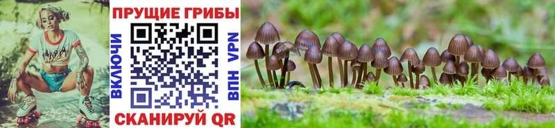 Псилоцибиновые грибы мицелий  купить закладку  это наркотические препараты  Камышин  ОМГ ОМГ вход 